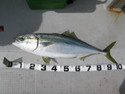 Aquanaut（アクアノート） 釣果