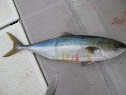 Aquanaut（アクアノート） 釣果