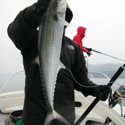 Aquanaut（アクアノート） 釣果