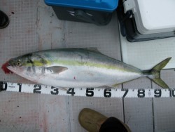 Aquanaut（アクアノート） 釣果