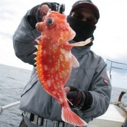 Aquanaut（アクアノート） 釣果