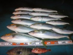 アジアマリンサービス 釣果