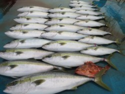 アジアマリンサービス 釣果