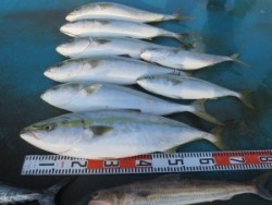 アジアマリンサービス 釣果