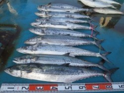 アジアマリンサービス 釣果