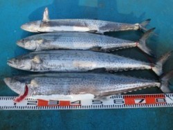 アジアマリンサービス 釣果