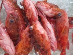 アジアマリンサービス 釣果