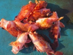 アジアマリンサービス 釣果