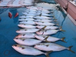 アジアマリンサービス 釣果