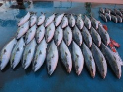 アジアマリンサービス 釣果