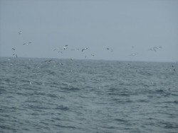 ハピネスⅡ 釣果