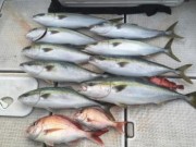 シーマジカル 釣果