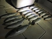 シーマジカル 釣果