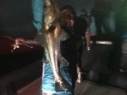 シーマジカル 釣果