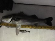 シーマジカル 釣果