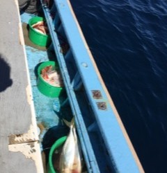 征海丸 釣果
