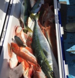 征海丸 釣果