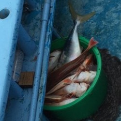 征海丸 釣果