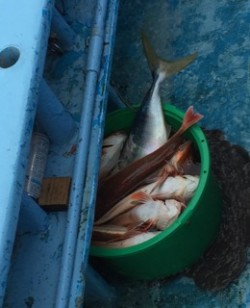 征海丸 釣果