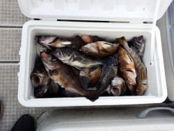 鯛多ニック 釣果