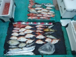清和丸 釣果