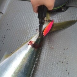 Blue.win 海人丸 釣果