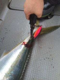 Blue.win 海人丸 釣果