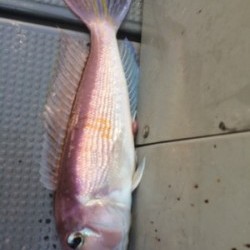 Blue.win 海人丸 釣果