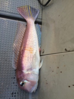 Blue.win 海人丸 釣果