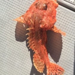 Blue.win 海人丸 釣果