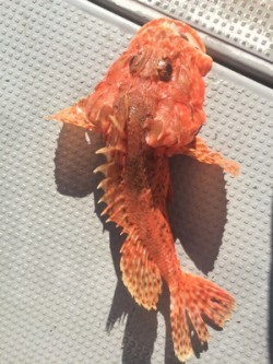 Blue.win 海人丸 釣果