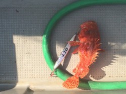 Blue.win 海人丸 釣果