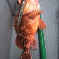 Blue.win 海人丸 釣果