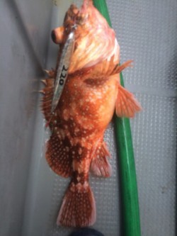 Blue.win 海人丸 釣果