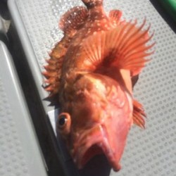 Blue.win 海人丸 釣果