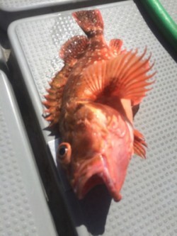 Blue.win 海人丸 釣果