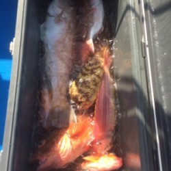 Blue.win 海人丸 釣果