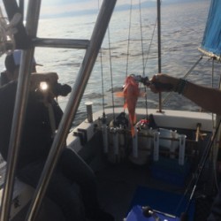 Blue.win 海人丸 釣果