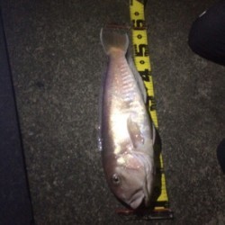 Blue.win 海人丸 釣果