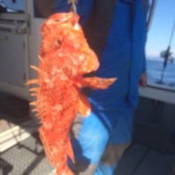 Blue.win 海人丸 釣果