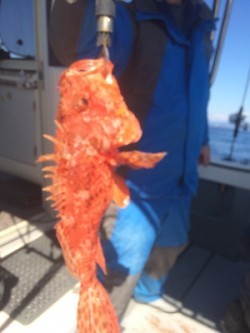 Blue.win 海人丸 釣果