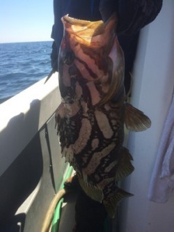 Blue.win 海人丸 釣果