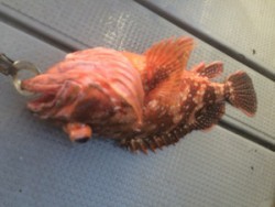 Blue.win 海人丸 釣果