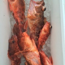 Blue.win 海人丸 釣果