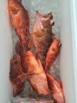 Blue.win 海人丸 釣果