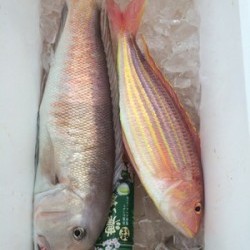 Blue.win 海人丸 釣果