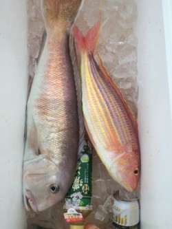 Blue.win 海人丸 釣果