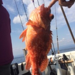 Blue.win 海人丸 釣果