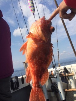 Blue.win 海人丸 釣果