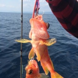 Blue.win 海人丸 釣果